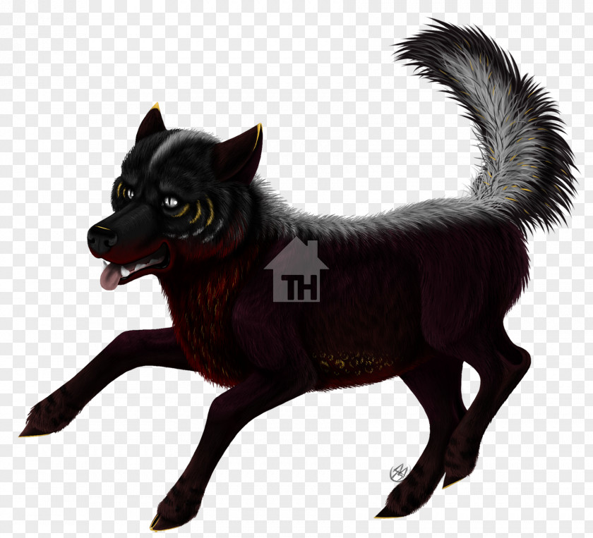 Handsome Fella Schipperke Dog Breed Razas Nativas Vulnerables Fur PNG