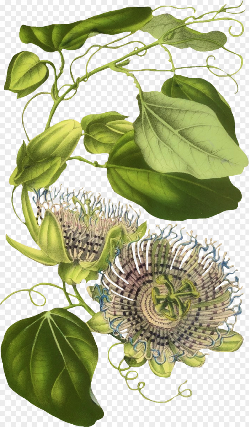 Leaf Herbalism Flowering Plant Floral Design PNG