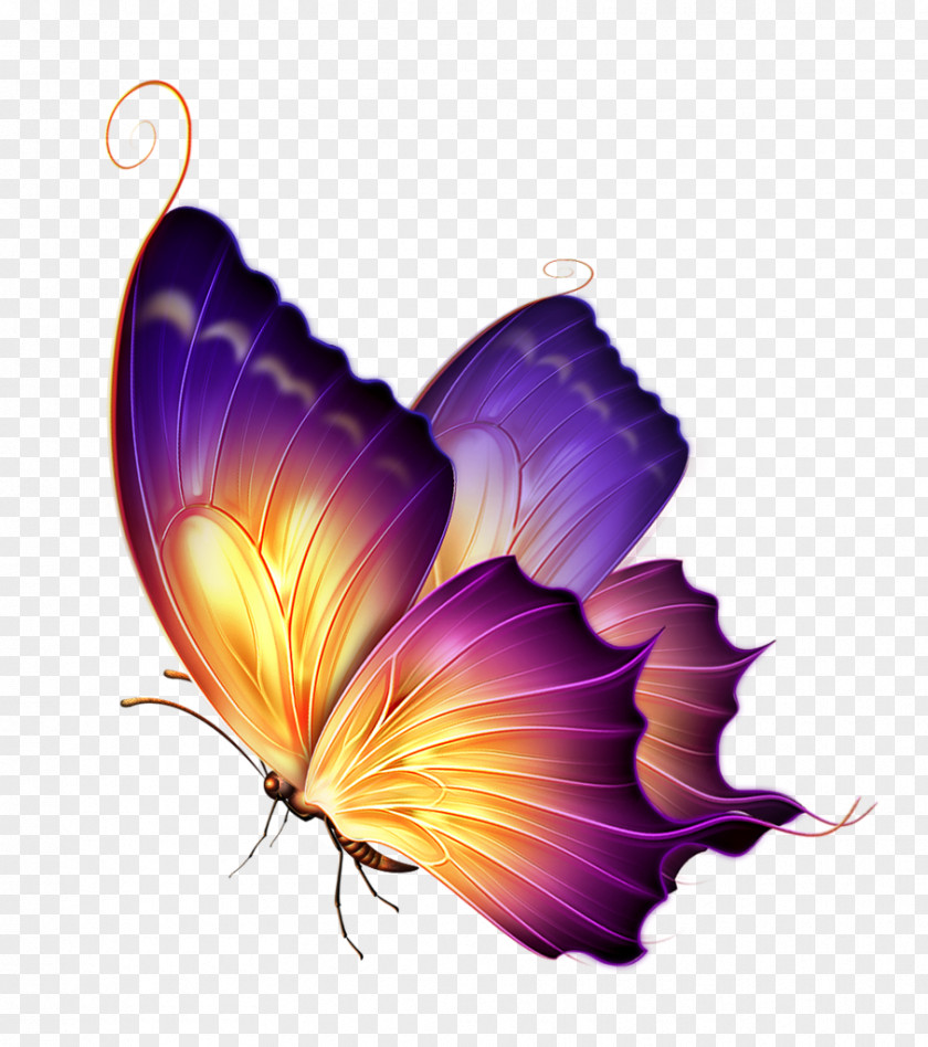 Purple Butterfly Color Clip Art PNG
