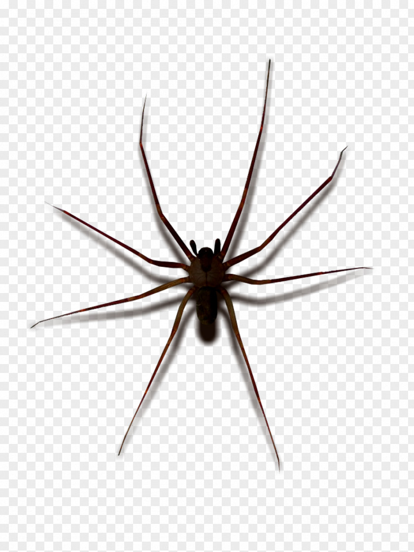 Spider Widow Spiders STX G.1800E.J.M.V.U.NR YN May Wolf PNG