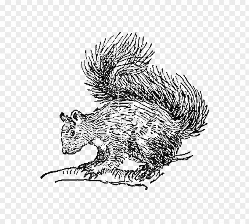 Squirrel Digital Stamp Whiskers Clip Art Postage Stamps PNG