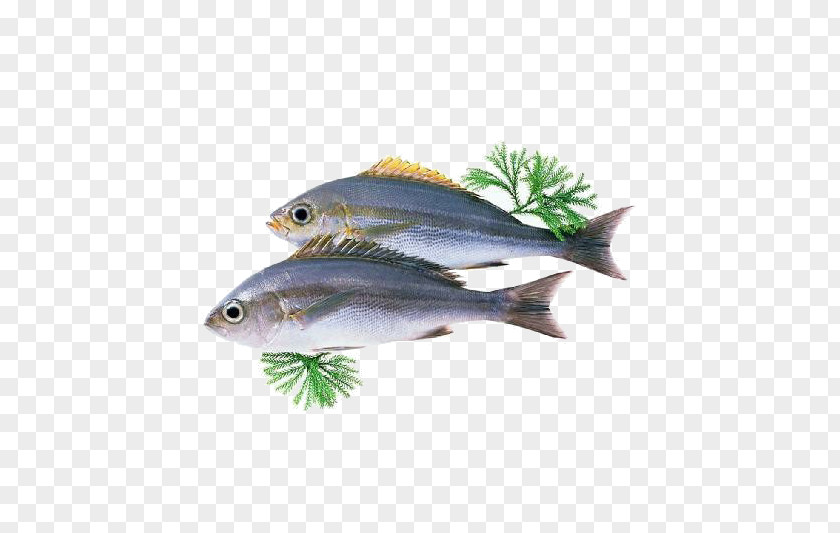 Two Blue Fish Australia Dietary Supplement Docosahexaenoic Acid Seaweed Oil PNG