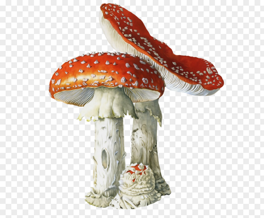Wild Mushrooms Fly Agaric Mushroom Poisoning Edible Fungus PNG