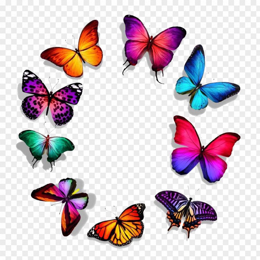 Butterfly Series,-,Beautiful Circle Of Royalty-free Stock Photography PNG