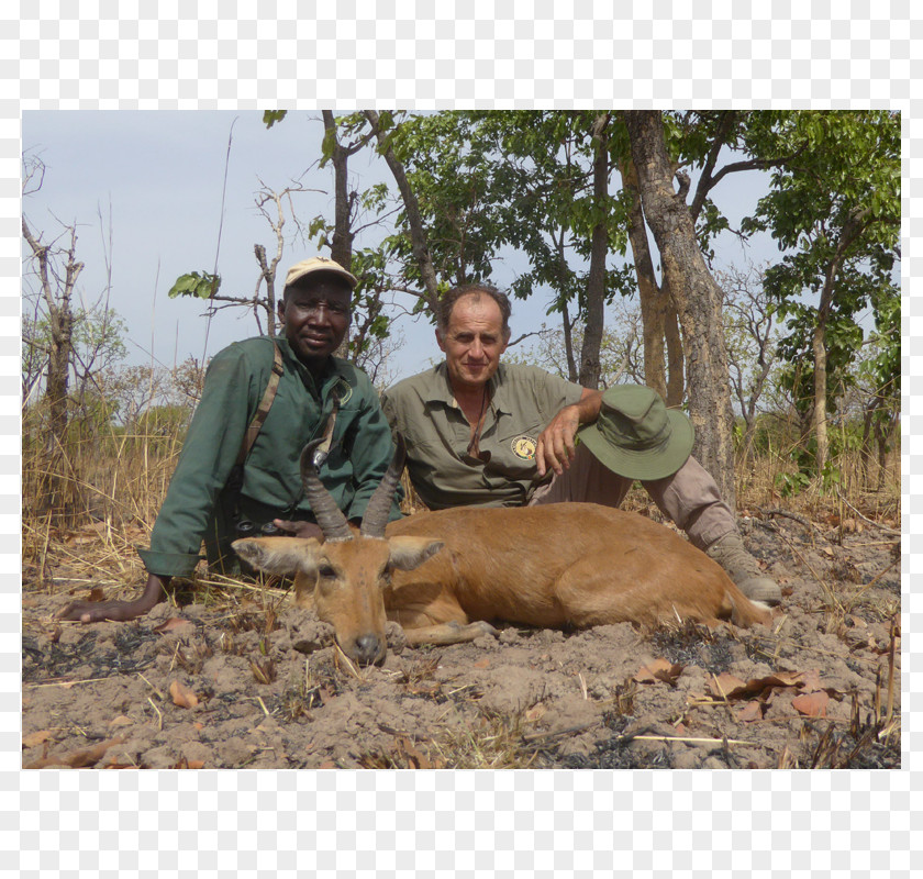 Cameroon Vina Hunting Antelope Wildlife Bohor Reedbuck PNG