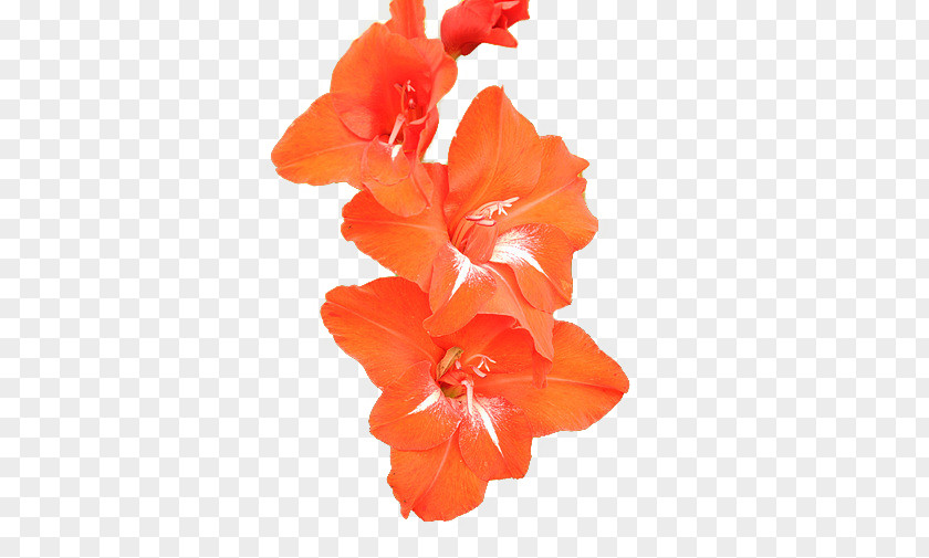 Courage Rosemallows Gladiolus Cut Flowers Petal PNG