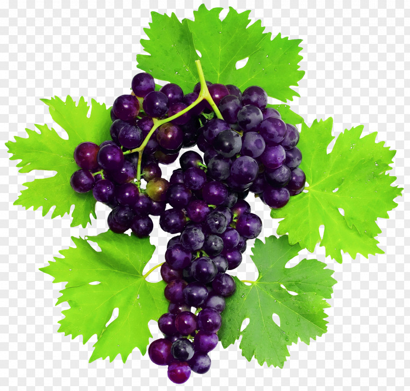 Grape Pinot Noir Fruit Leaf PNG