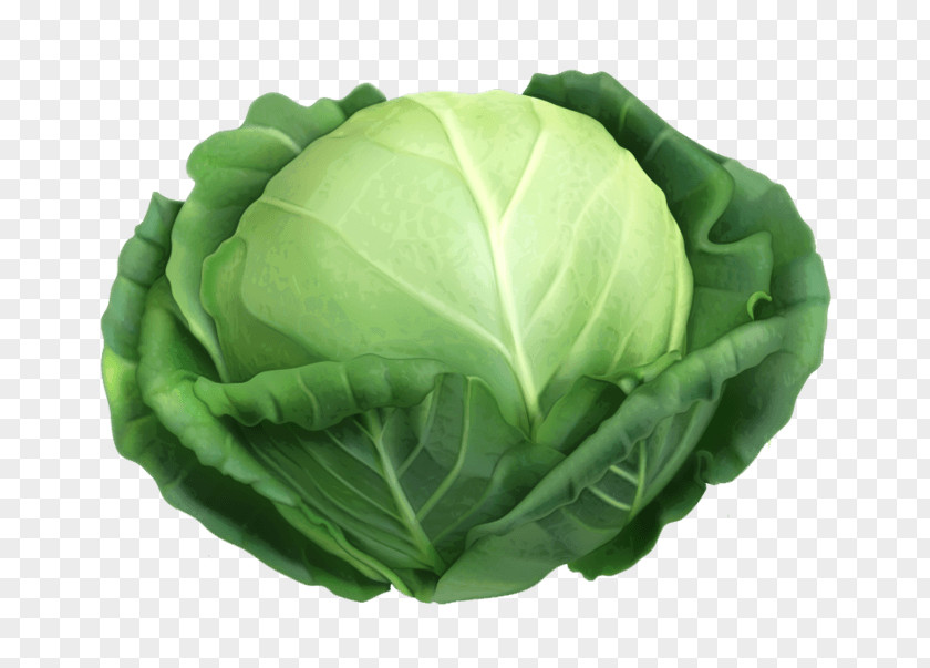 Green Cabbage Malfouf Salad Vector Graphics Vegetable Clip Art PNG