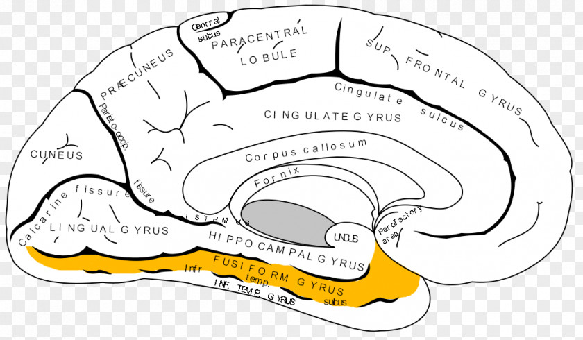 Tip Of Tongue Anterior Cingulate Cortex Cerebral Prefrontal Brain PNG