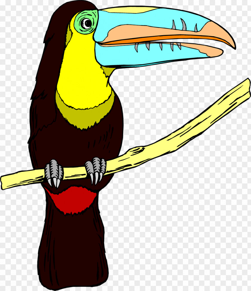 Toucan Bird Desktop Wallpaper Clip Art PNG