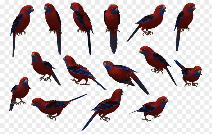 Creative Hand-painted Cartoon Animals,parrot Bird House Sparrow Crimson Rosella DeviantArt PNG