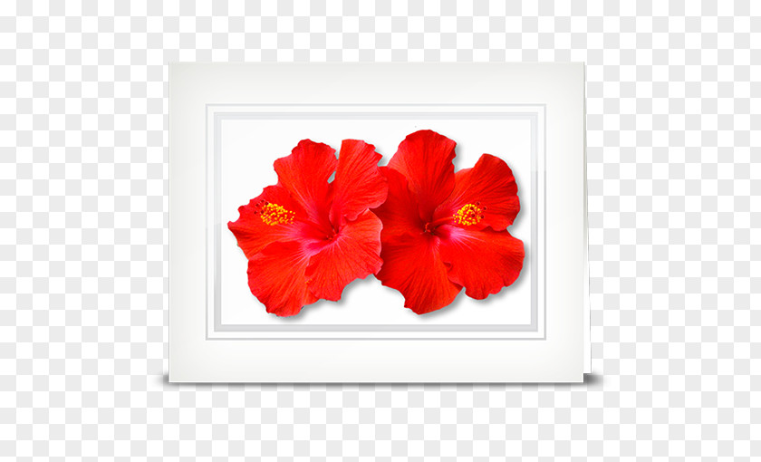 Hibiscus Flower Petal Gardenia Seed PNG