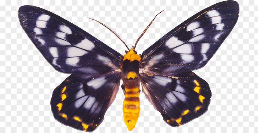 Insect Monarch Butterfly Moth Dysphania Auroguttata PNG