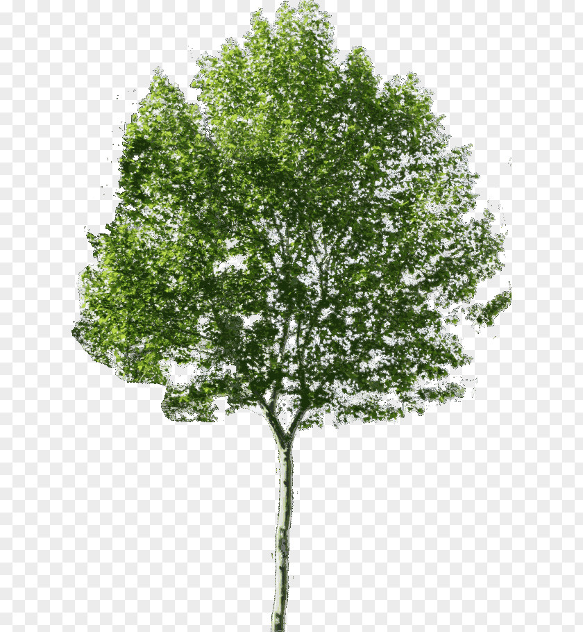 Tree Clip Art Plane Trees Image PNG