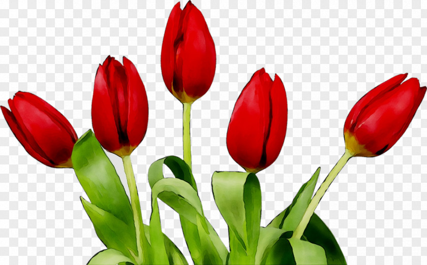 Tulip OSF Rehabilitation: Sheridan Flower American Parkinson Disease Association Who We Are Matters PNG