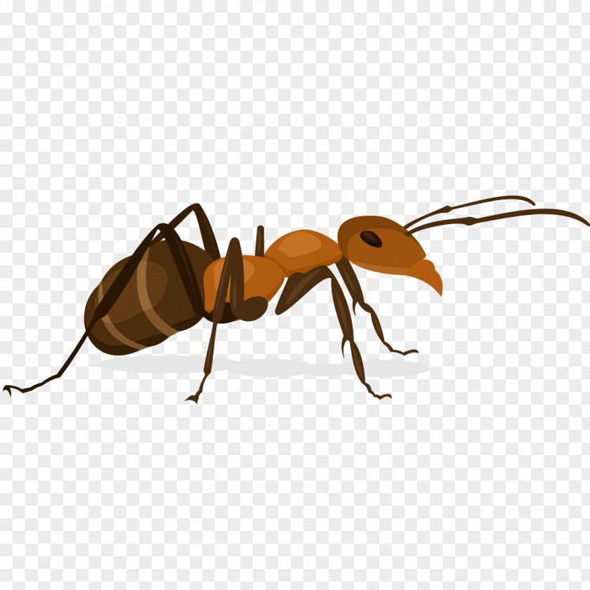 Vector Small Ants Ant Insect X-Faktor PNG