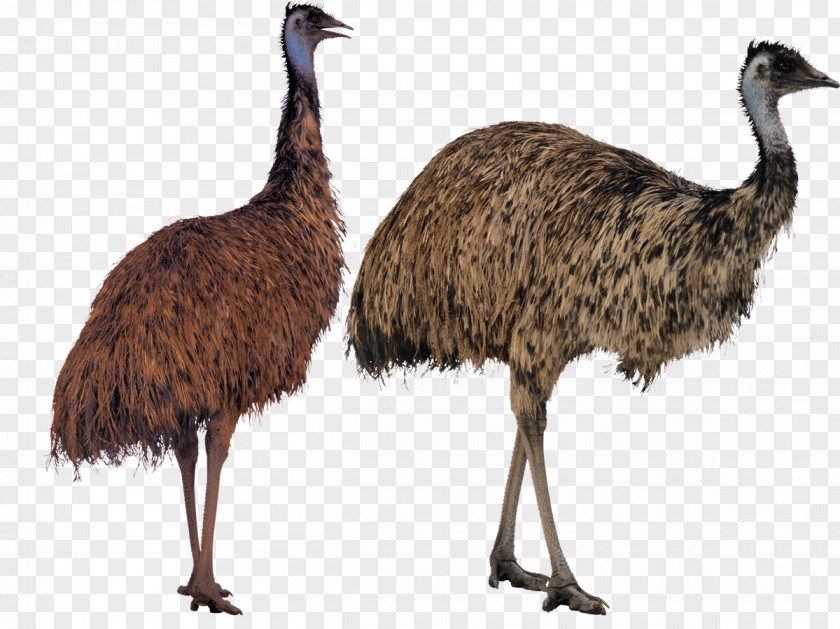 Bird Common Ostrich Emu Image PNG