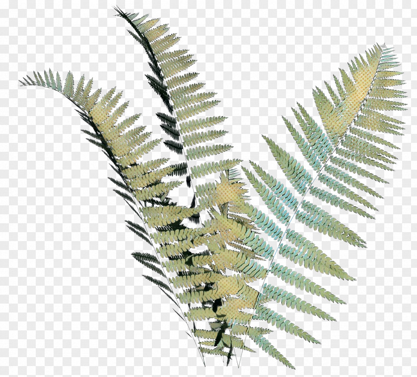 Fern Vascular Plant Palm Tree Background PNG