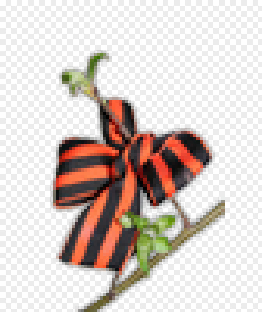 Insect Orange Butterflies And Moths Membrane Bait PNG