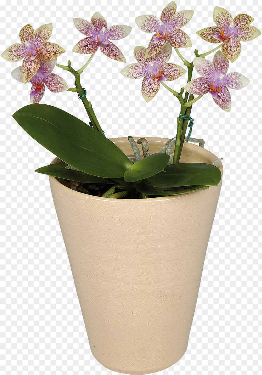 Orchid Moth Orchids Flower Houseplant PNG
