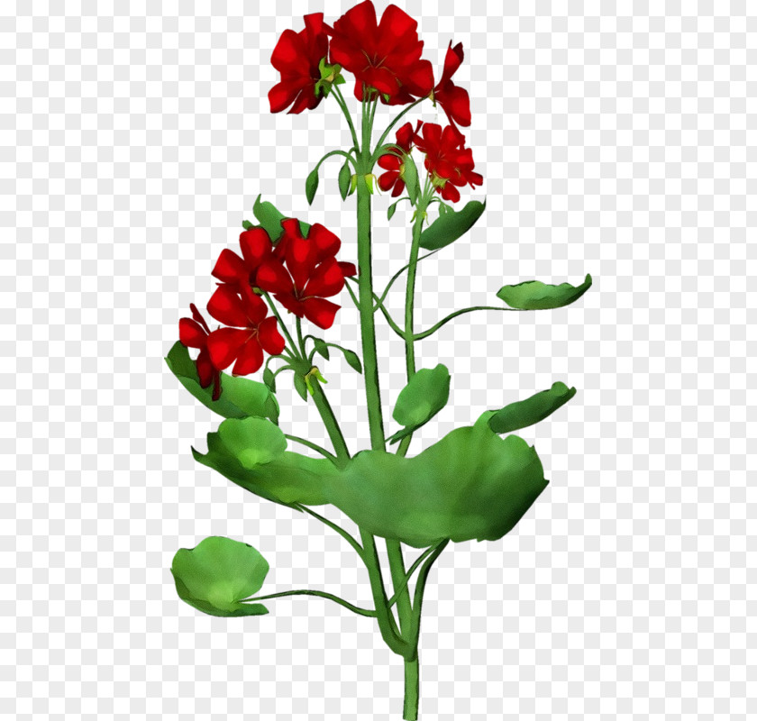 Plant Stem Pedicel Flower Flowering Red Cut Flowers PNG