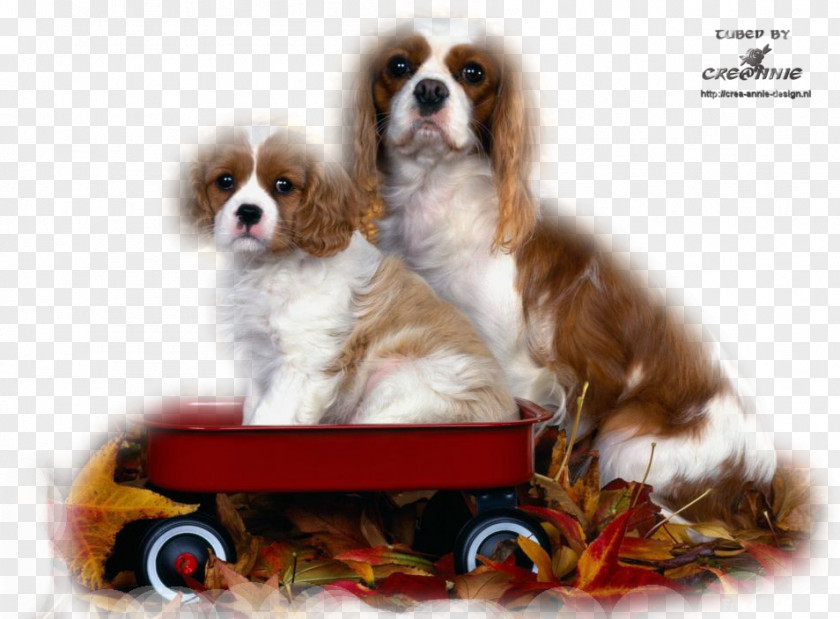 Puppy Cavalier King Charles Spaniel English Springer Cavapoo PNG