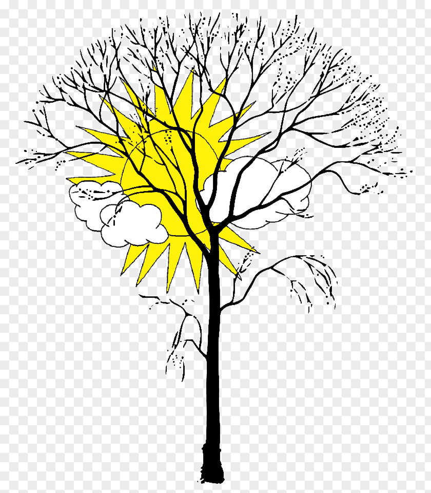 Tree Coloring Book Branch Trunk Leaf PNG