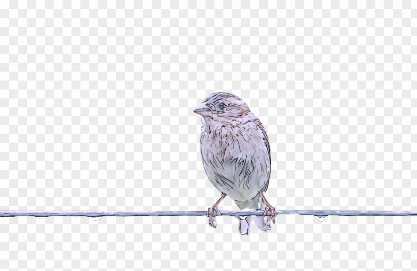 Twig Sparrow Bird Beak House Finch Perching PNG