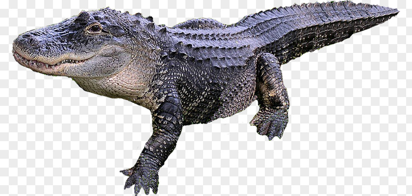 Crocodile American Alligator Reptile PNG