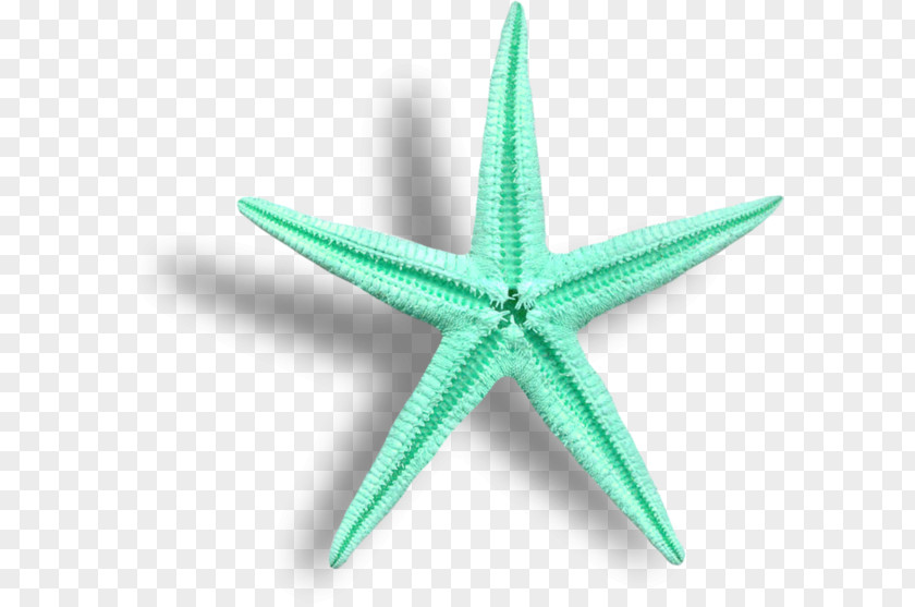 Floating Starfish Cartoon PNG