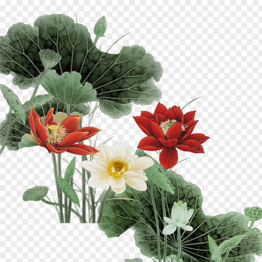 Lotus Floral Design Download Nelumbo Nucifera PNG