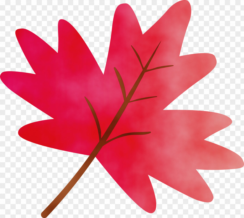 Maple Leaf PNG