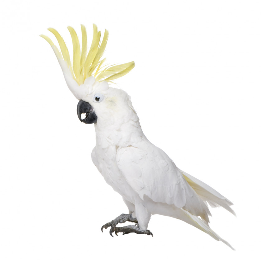 Parrot White Cockatoo Bird Cockatiel Budgerigar PNG