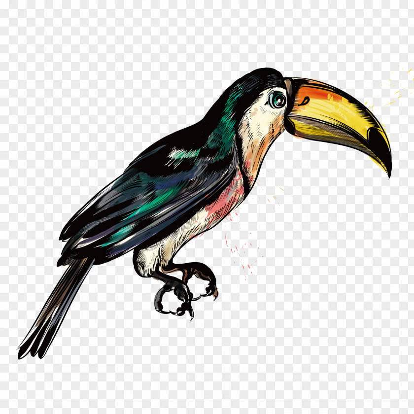 Vector Big Bird Hummingbird Parrot PNG