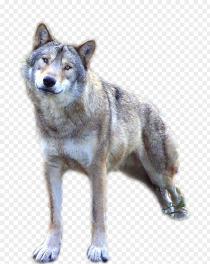 Wolf Dog Clip Art PNG