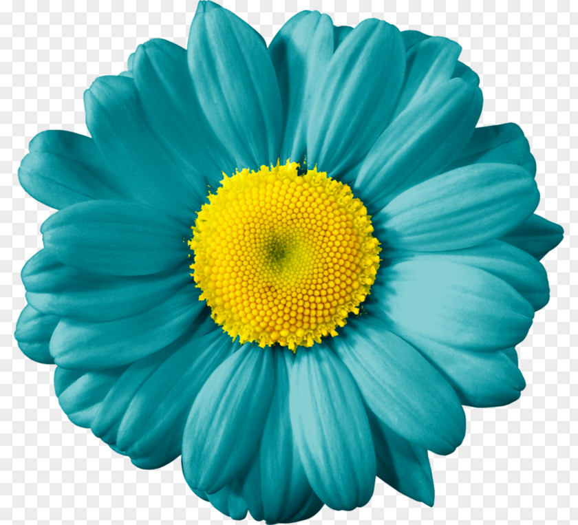 Flower Common Daisy Yellow Transvaal Cut Flowers PNG