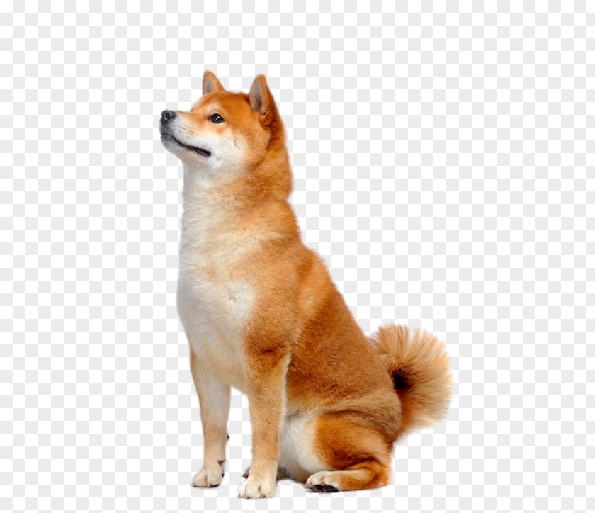 Look To The Front Of Shiba Inu PNG