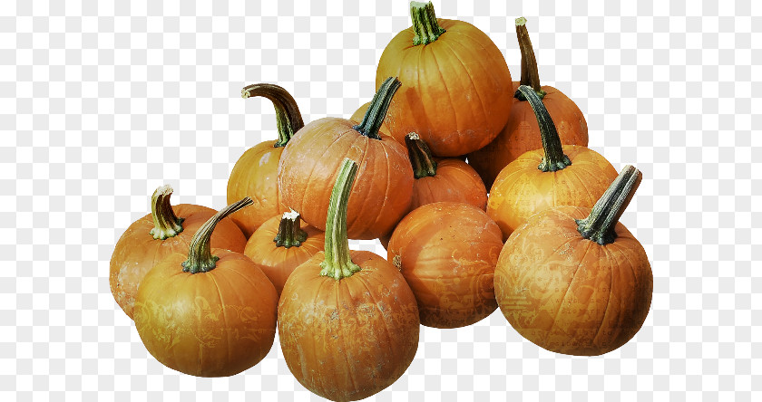 Pumpkin Gourd Winter Squash Calabaza PNG