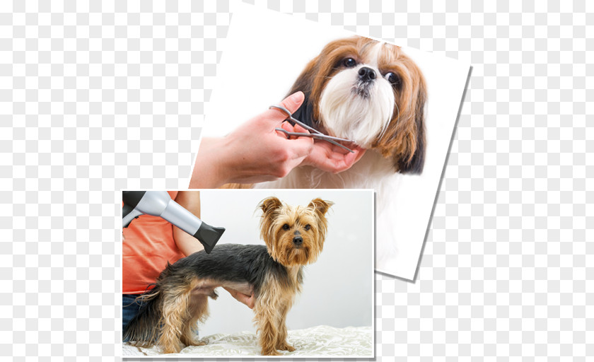 Grooming Pet Havanese Dog Puppy Yorkshire Terrier Bichon Frise PNG