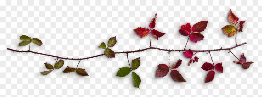 Maple Branches PNG