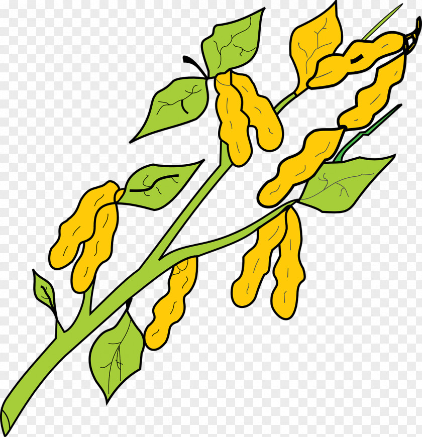 Plants Clip Art Drawing Peanut Graphics Image PNG