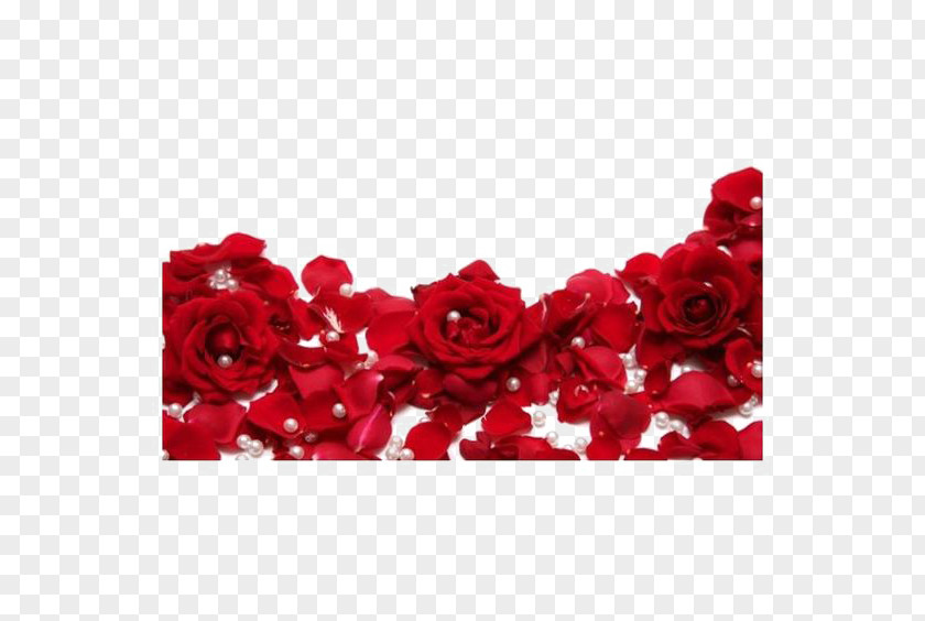Red Roses Rose Stock Photography White Clip Art PNG