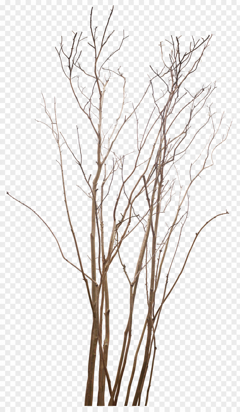 Twig Tree Clip Art PNG