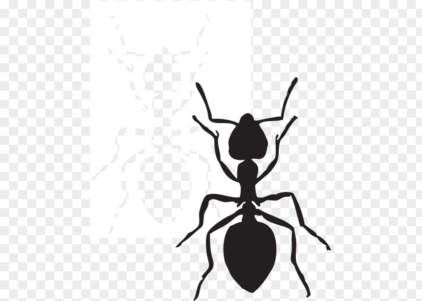 Ant Cliparts Clip Art PNG