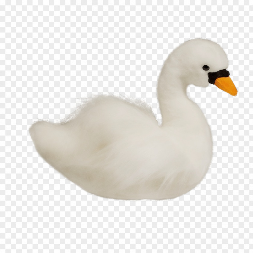 Bird Swan Duck Water White PNG
