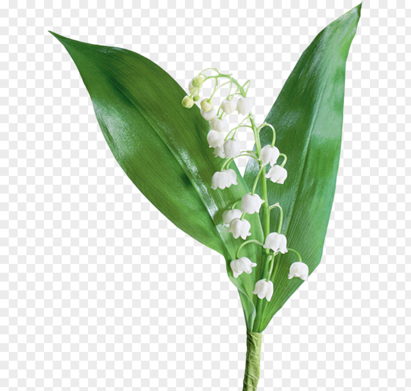 Lily Of The Valley Lilium Flower Arum-lily PNG
