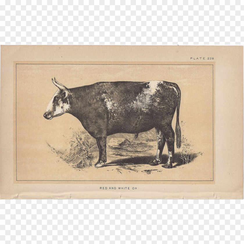 Bull Dairy Cattle Ox Picture Frames PNG