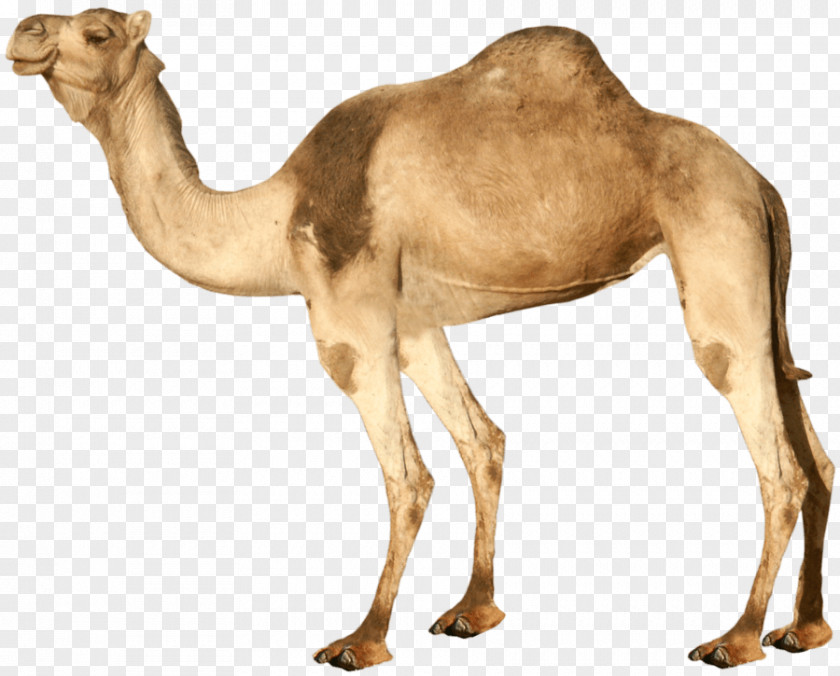 Camel Image Dromedary Bactrian Clip Art PNG