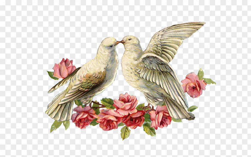 DOVE Cloth Napkins Lovebird Wedding Invitation Paper Rose PNG
