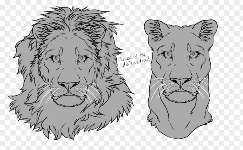 Drawing Lion Tiger Felidae Whiskers Sketch PNG